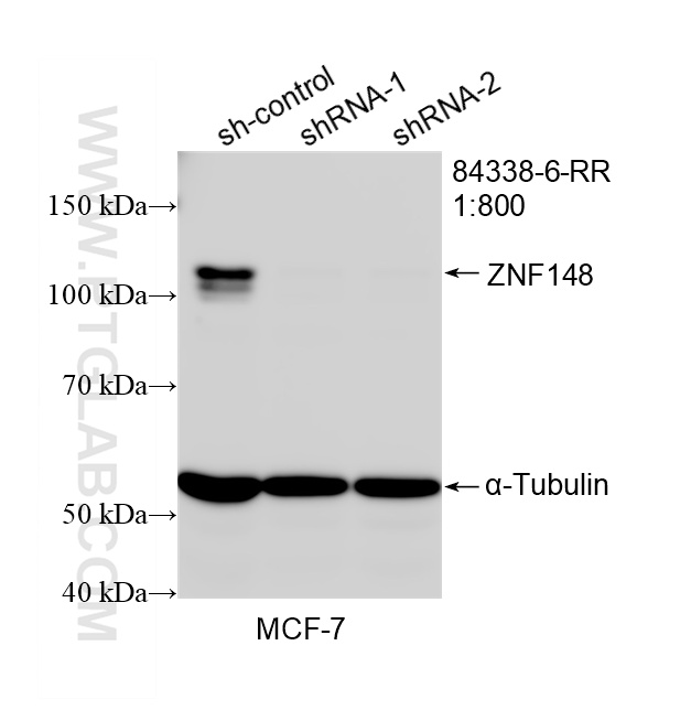 WB analysis of MCF-7 using 84338-6-RR