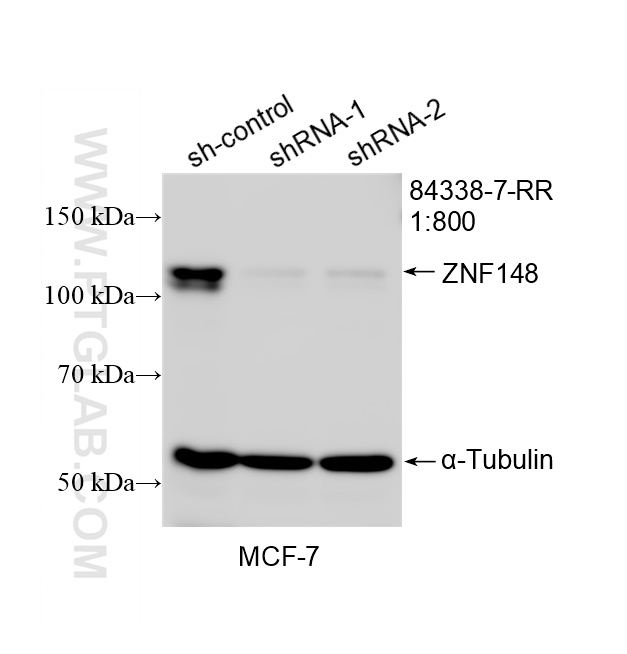 WB analysis of MCF-7 using 84338-7-RR