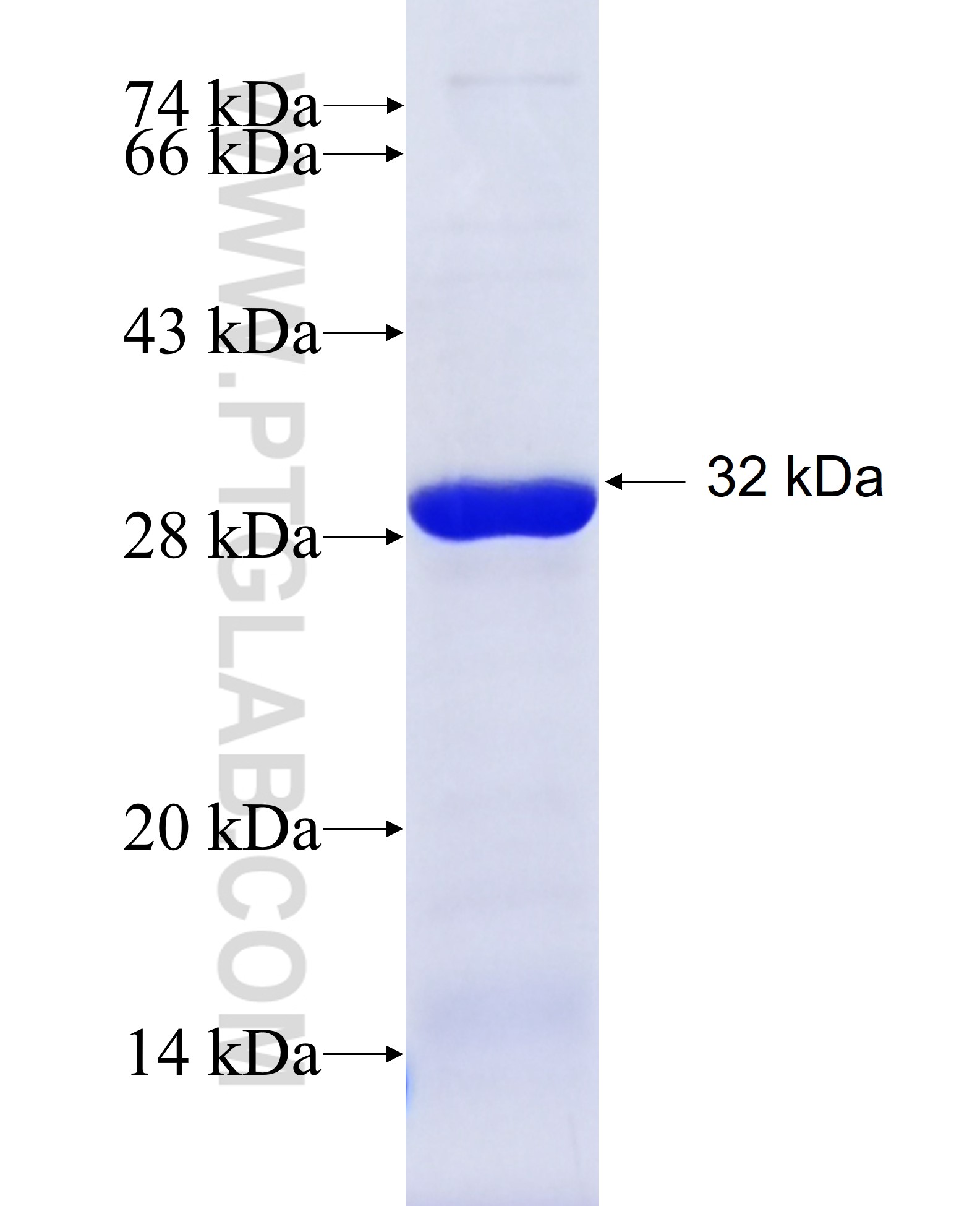 ZNF165 fusion protein Ag23355 SDS-PAGE