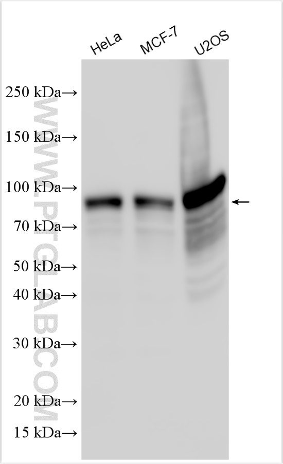 WB analysis of HeLa using 31477-1-AP WB analysis of HeLa using 31477-1-AP