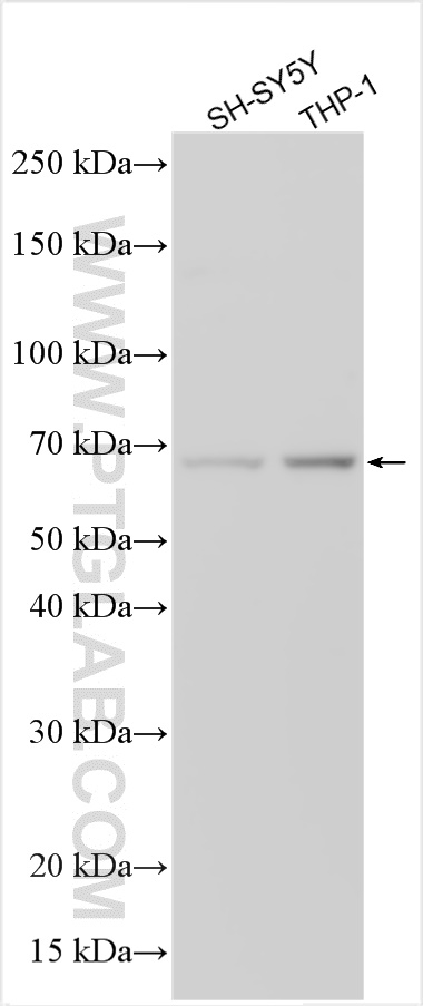 WB analysis using 26169-1-AP