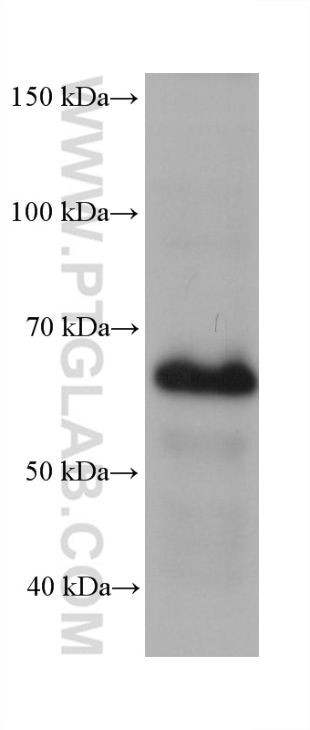 WB analysis of HeLa using 68424-1-Ig