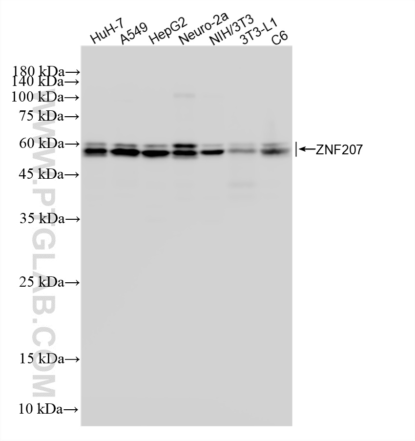 WB analysis using 87649-1-RR WB analysis using 87649-1-RR