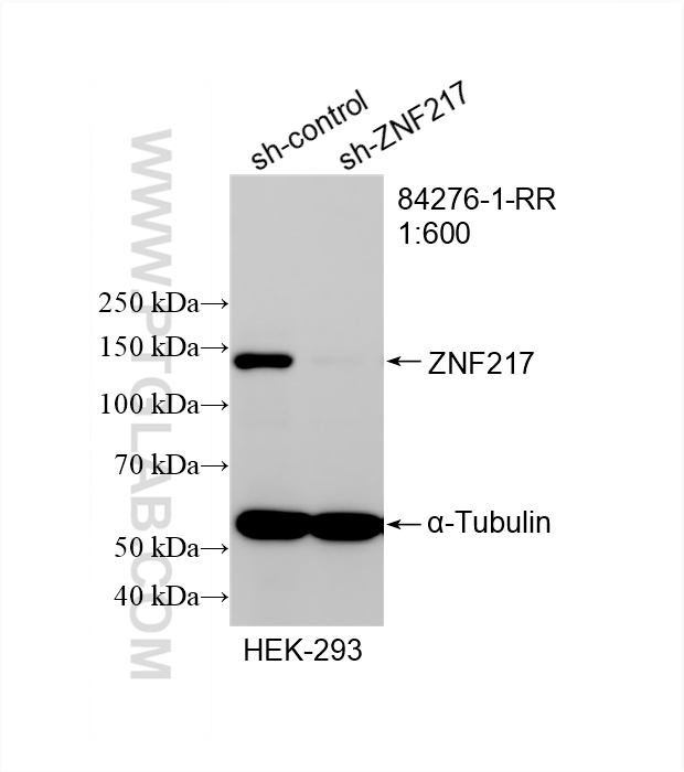 WB analysis of HEK-293 using 84276-1-RR
