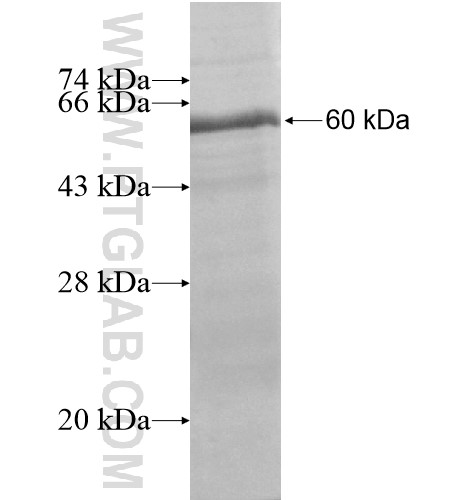 ZNF234 fusion protein Ag15649 SDS-PAGE