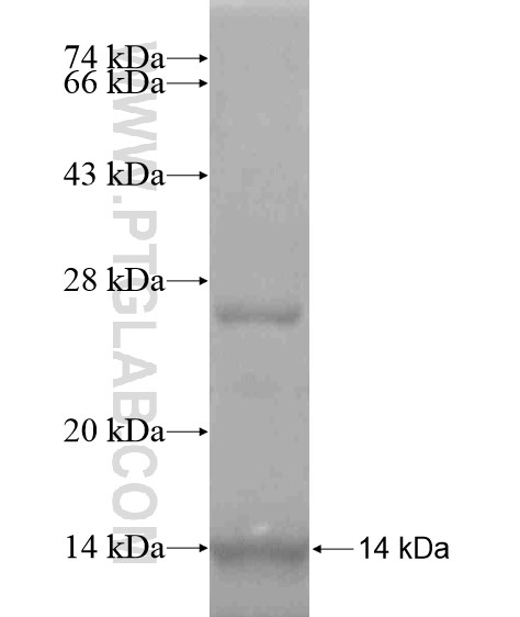 ZNF253 fusion protein Ag18863 SDS-PAGE ZNF253 fusion protein Ag18863 SDS-PAGE
