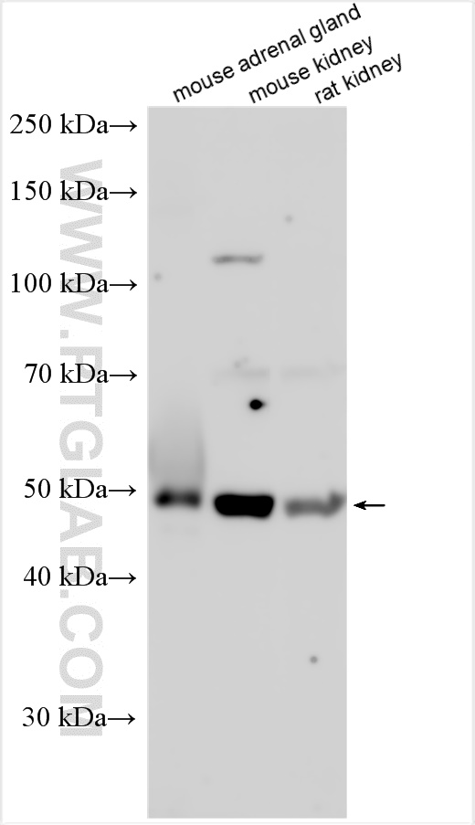 WB analysis using 31903-1-AP