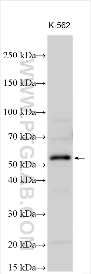 WB analysis using 31903-1-AP