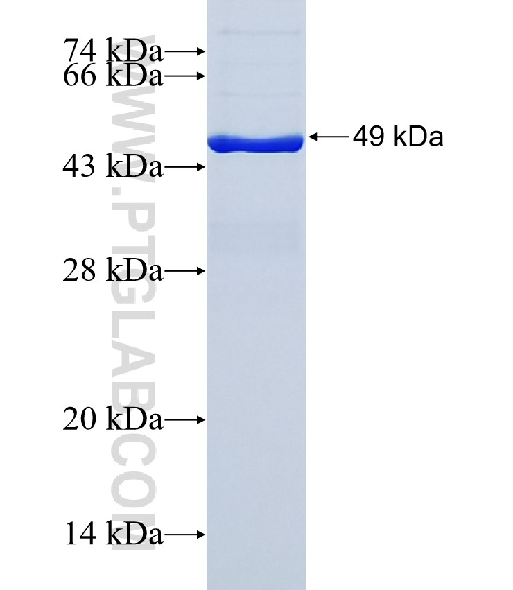 ZNF296 fusion protein Ag38129 SDS-PAGE