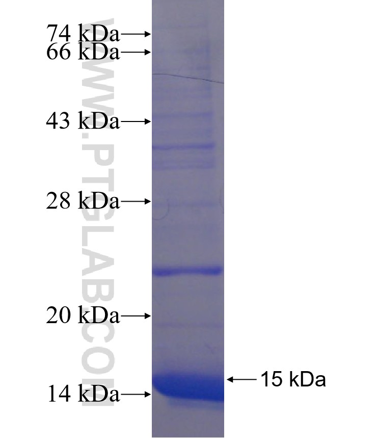 ZNF322A fusion protein Ag22373 SDS-PAGE