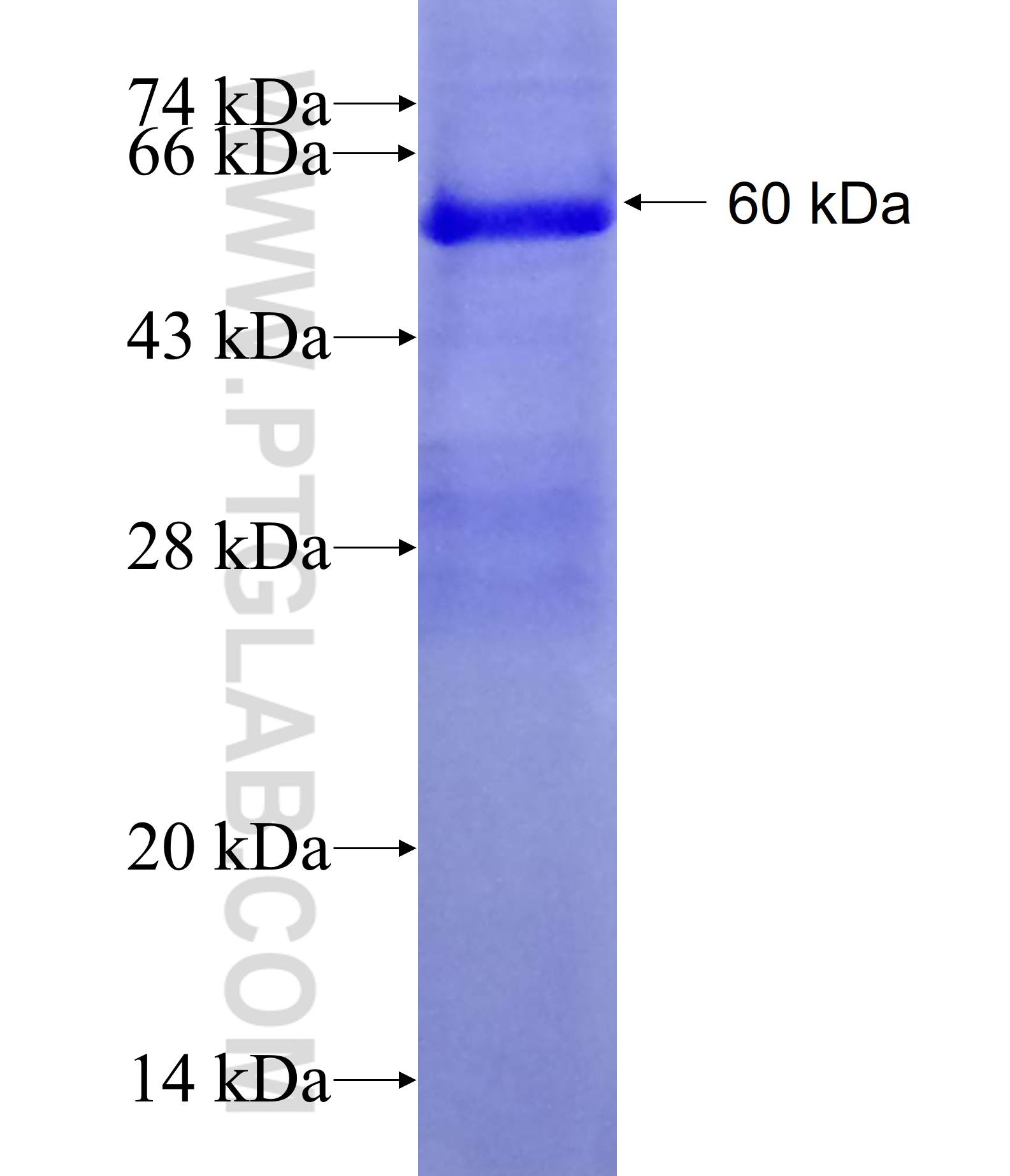 ZNF326 fusion protein Ag18433 SDS-PAGE