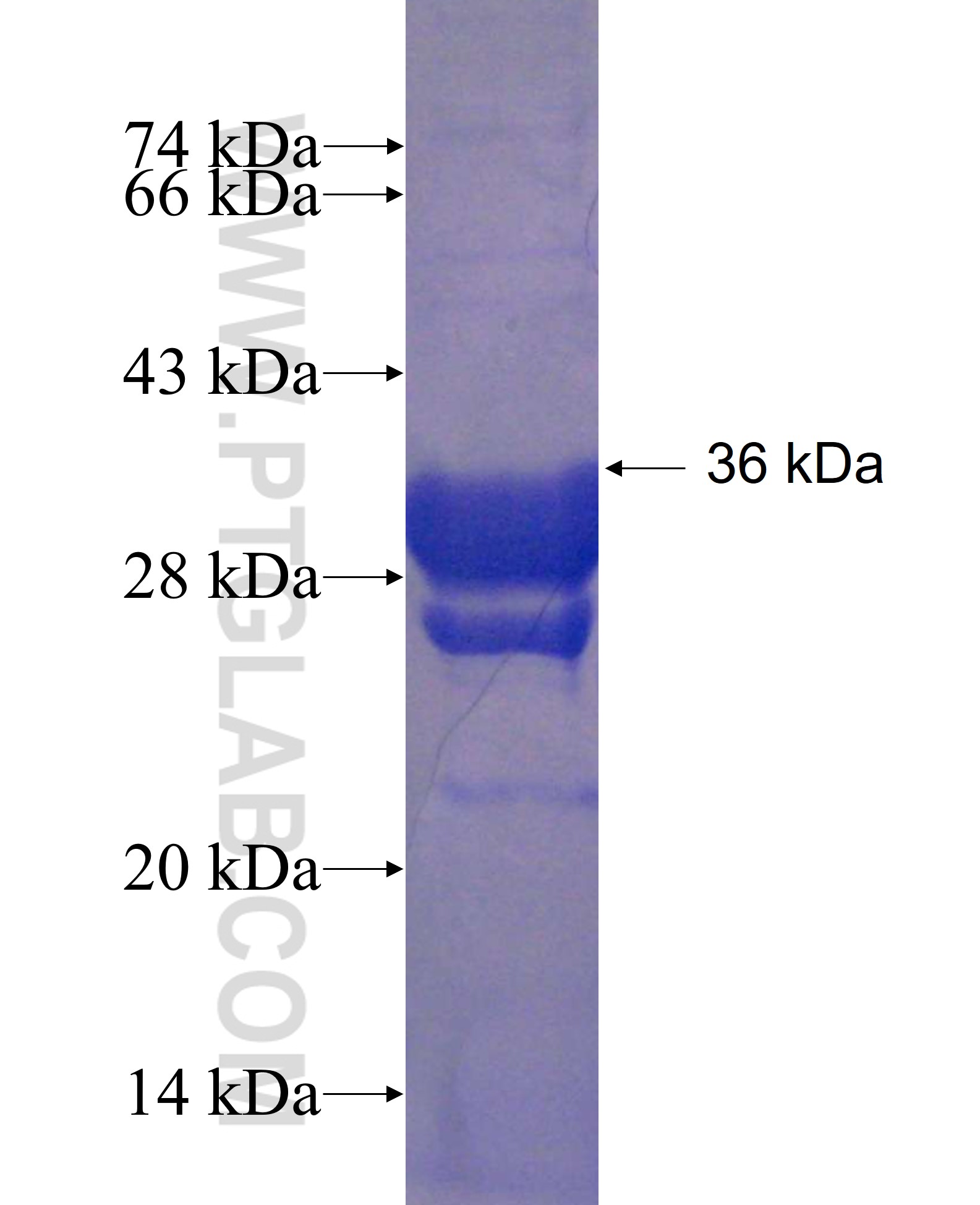 ZNF331 fusion protein Ag24110 SDS-PAGE