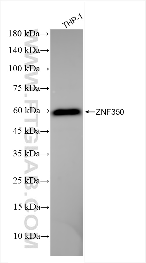 WB analysis of THP-1 using 84121-5-RR