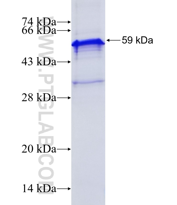 ZNF354A fusion protein Ag5142 SDS-PAGE