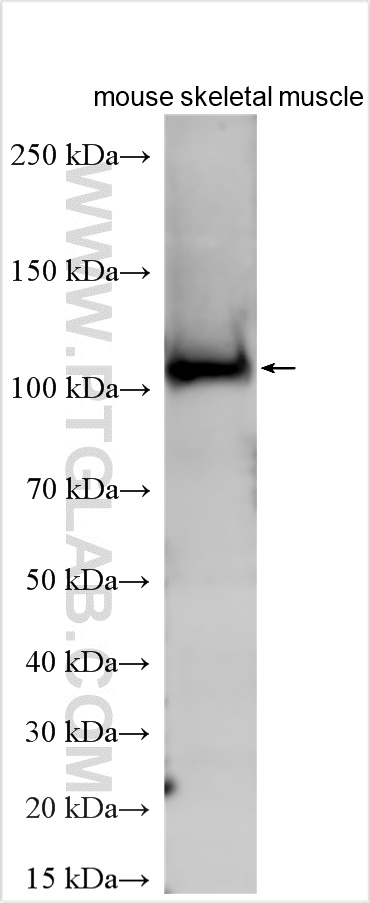 WB analysis using 24340-1-AP