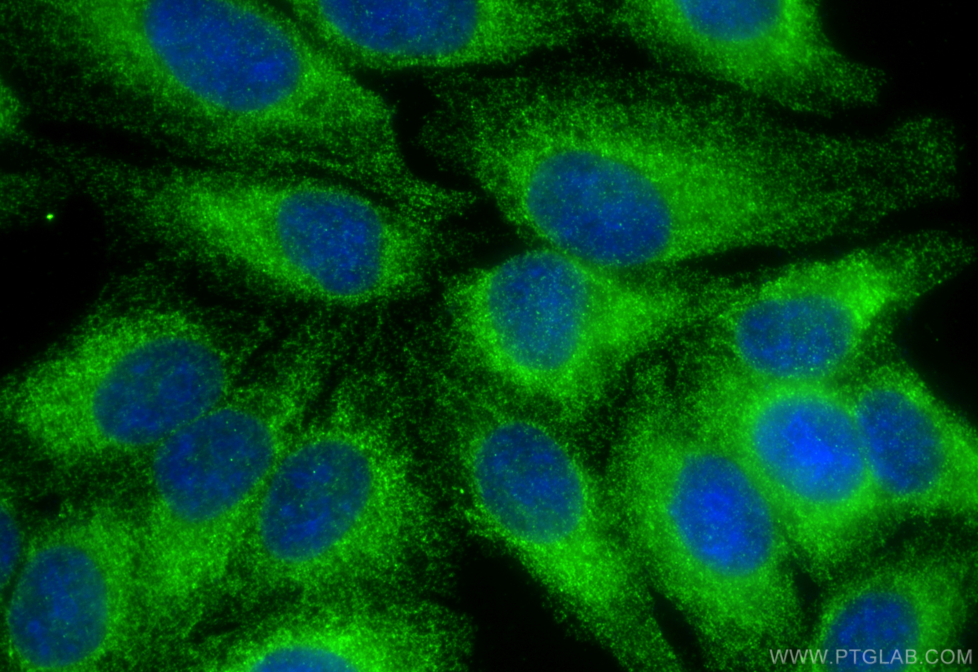 IF Staining of HepG2 using 11759-1-AP
