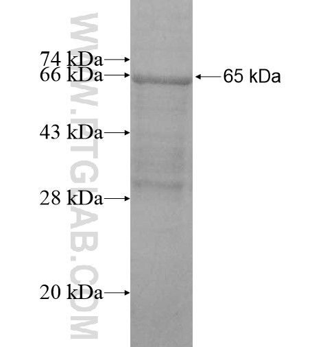 ZNF41 fusion protein Ag11178 SDS-PAGE
