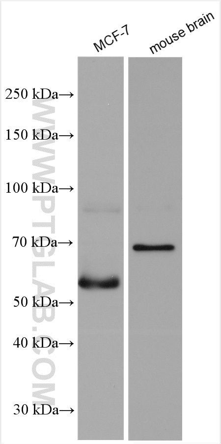 WB analysis using 14529-1-AP