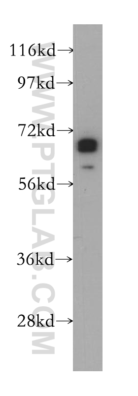 ZNF410