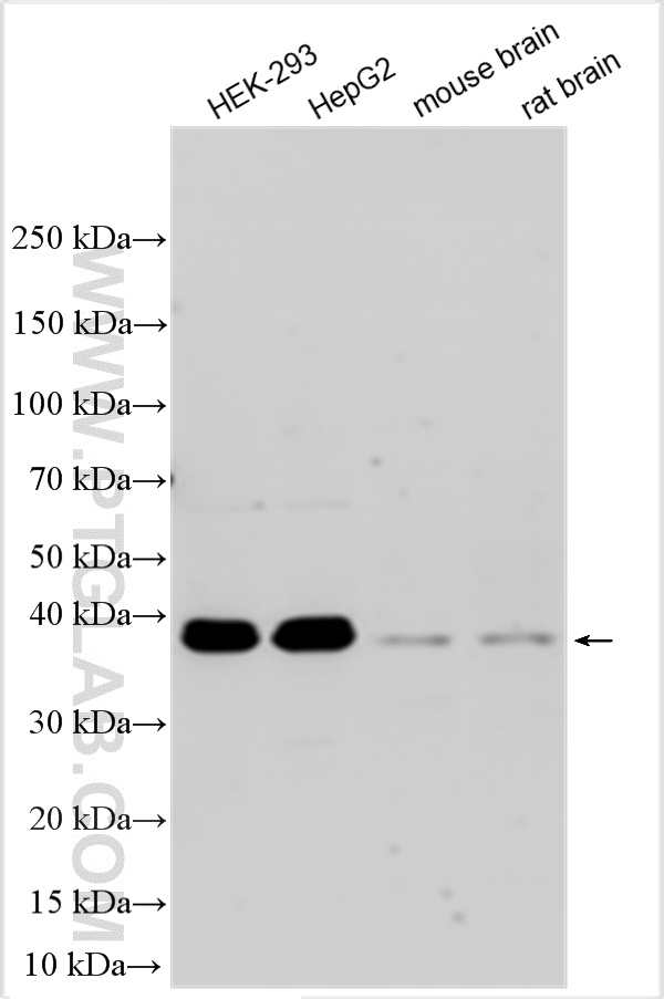 WB analysis using 32588-1-AP