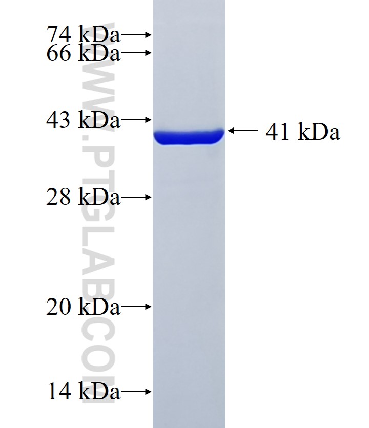 ZNF444 fusion protein Ag38517 SDS-PAGE