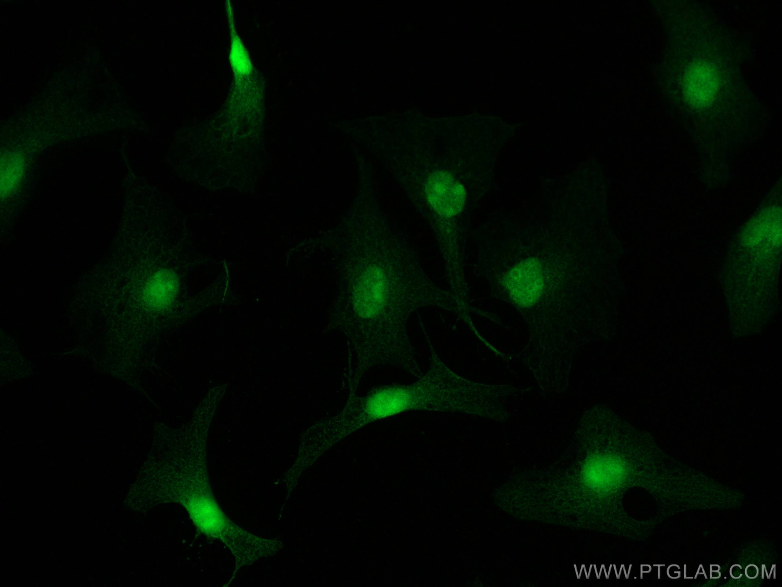 IF Staining of HeLa using 25299-1-AP