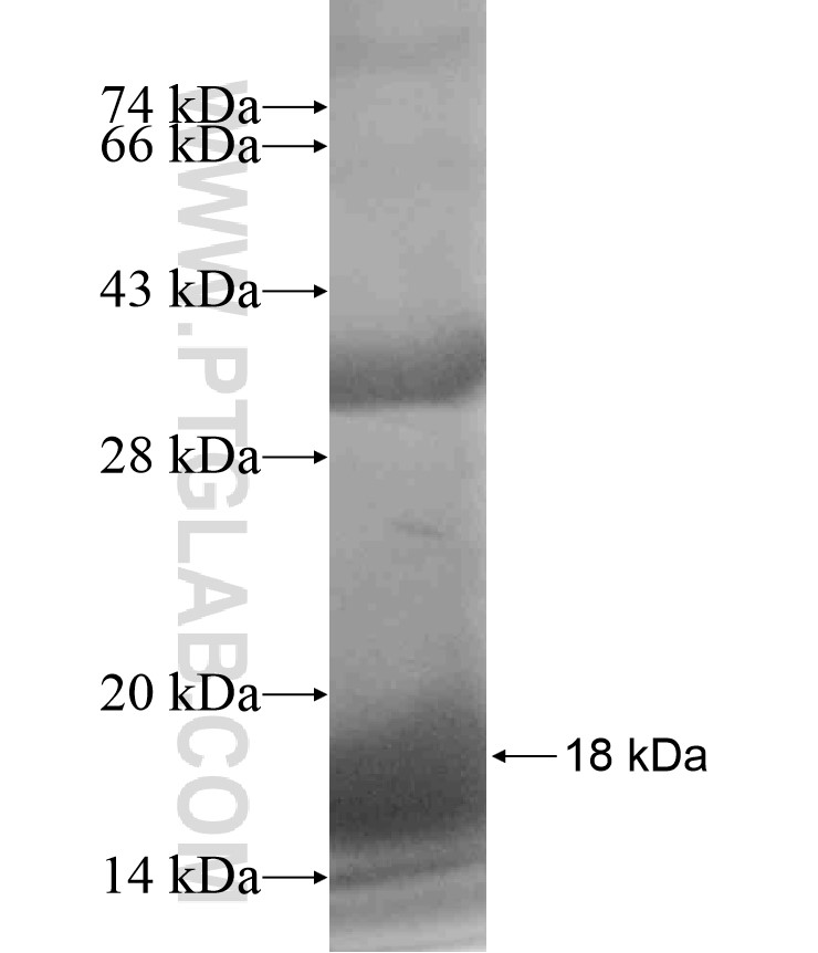 ZNF497 fusion protein Ag18160 SDS-PAGE