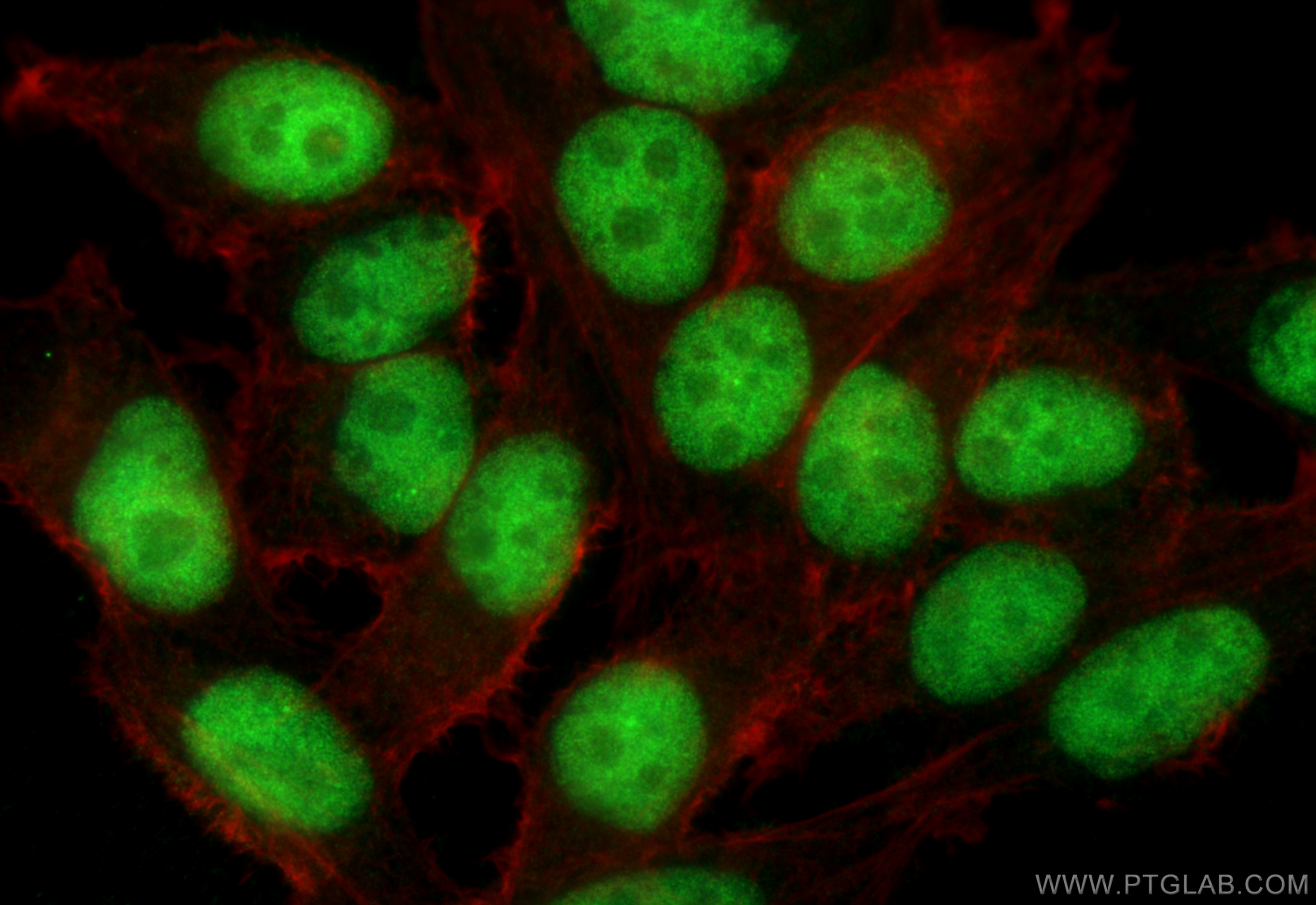 IF Staining of HepG2 using 32046-1-AP