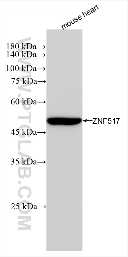 WB analysis using 85023-2-RR