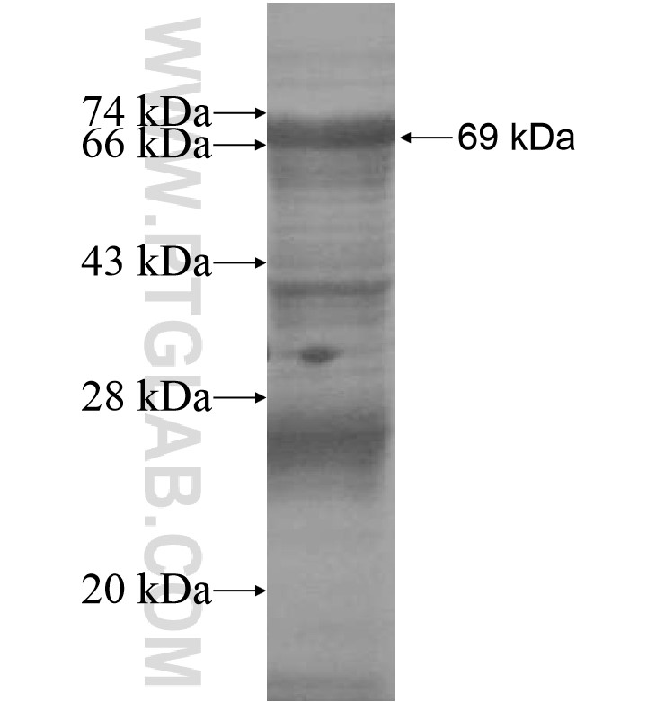 ZNF518A fusion protein Ag16405 SDS-PAGE
