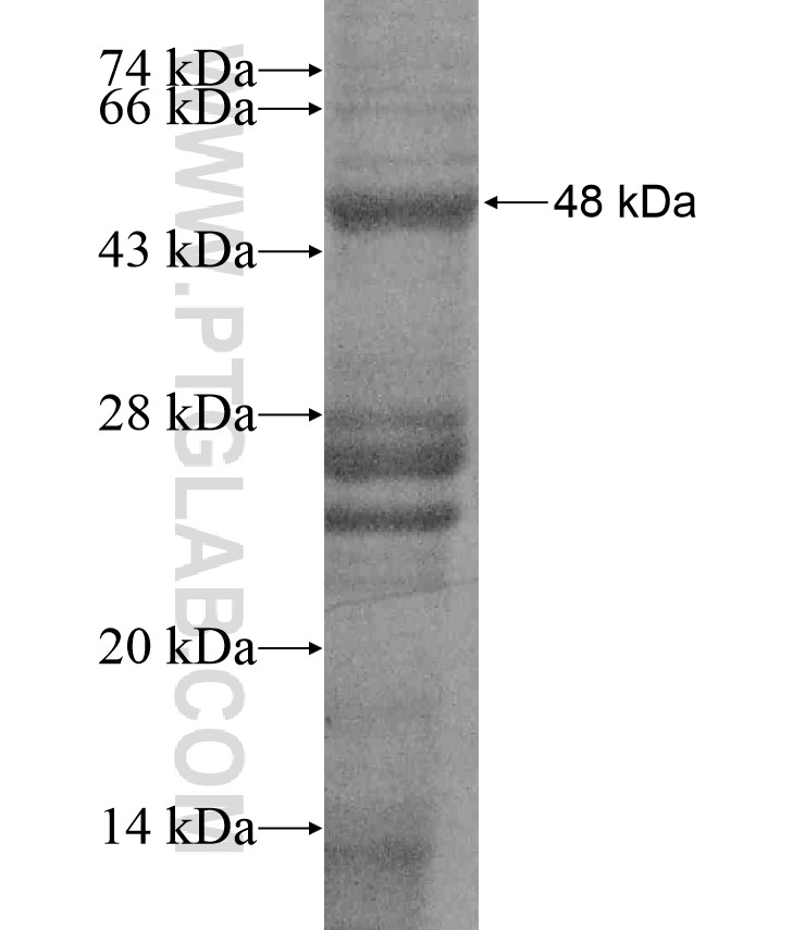 ZNF541 fusion protein Ag17447 SDS-PAGE