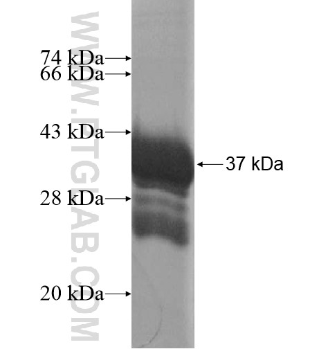 ZNF543 fusion protein Ag15830 SDS-PAGE