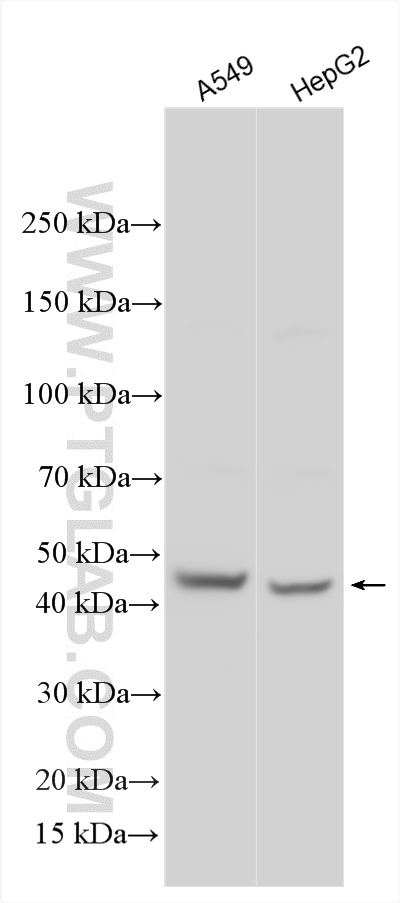 WB analysis using 20500-1-AP