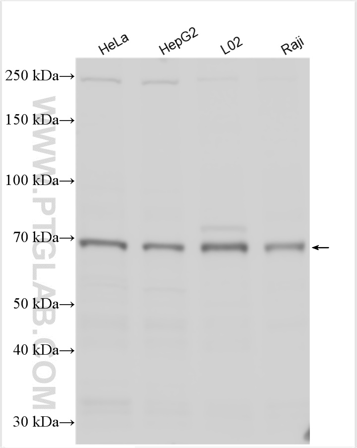 WB analysis using 27811-1-AP