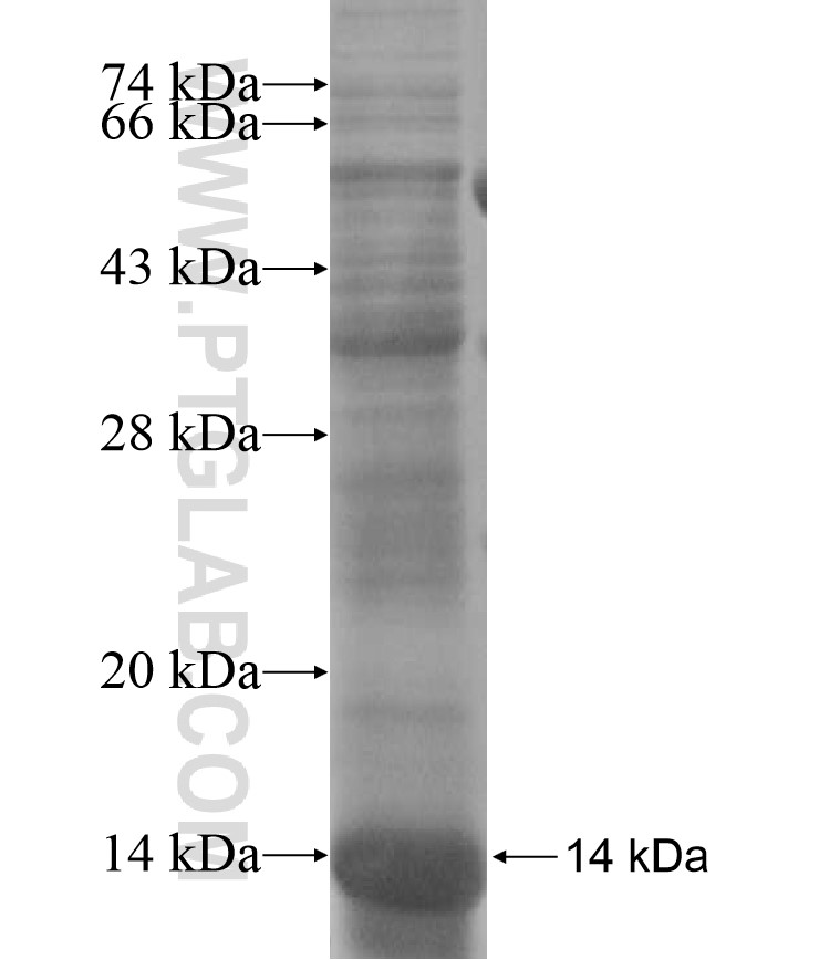 ZNF582 fusion protein Ag17230 SDS-PAGE