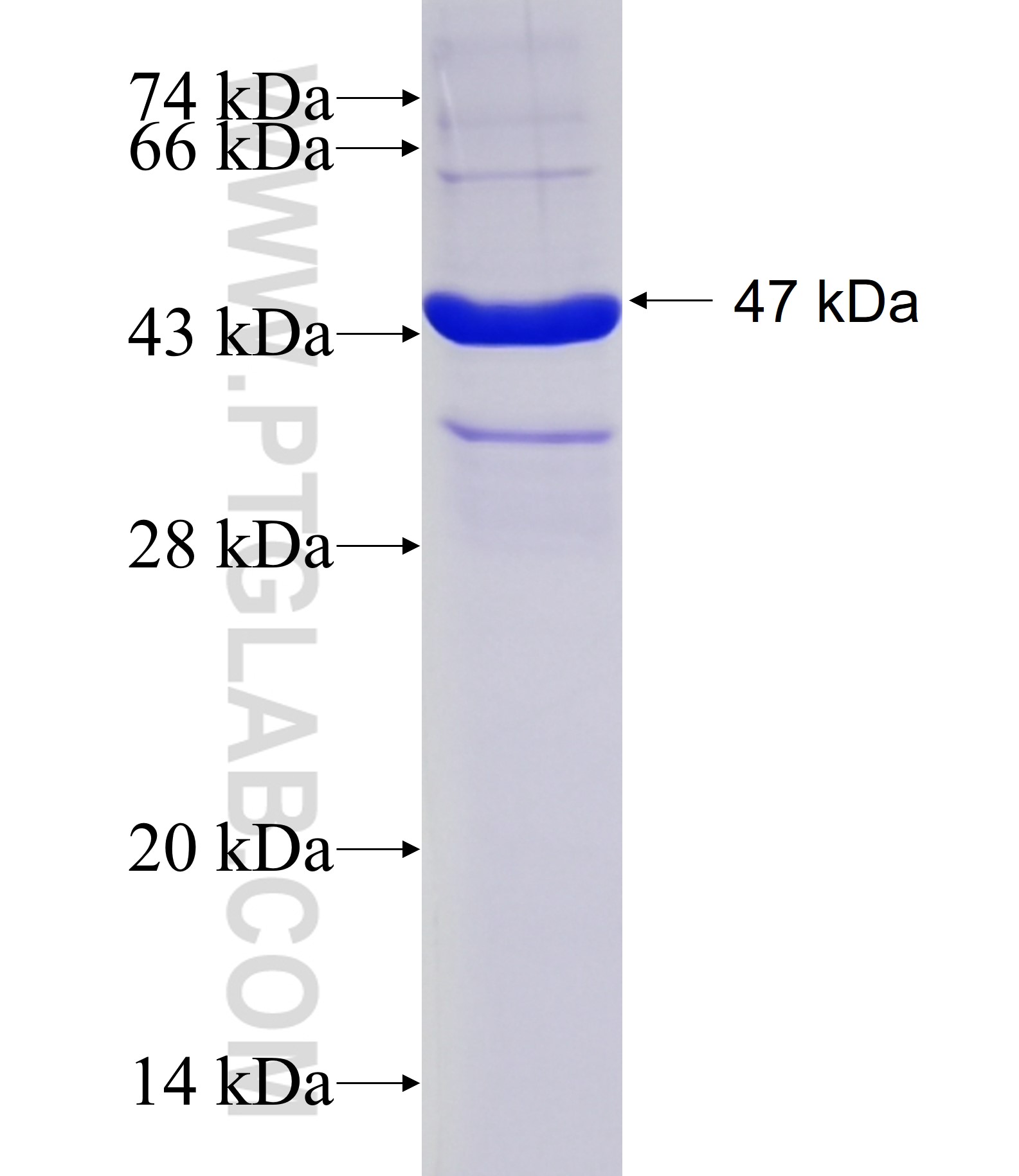 ZNF583 fusion protein Ag16408 SDS-PAGE