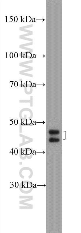 WB analysis of HepG2 using 25023-1-AP