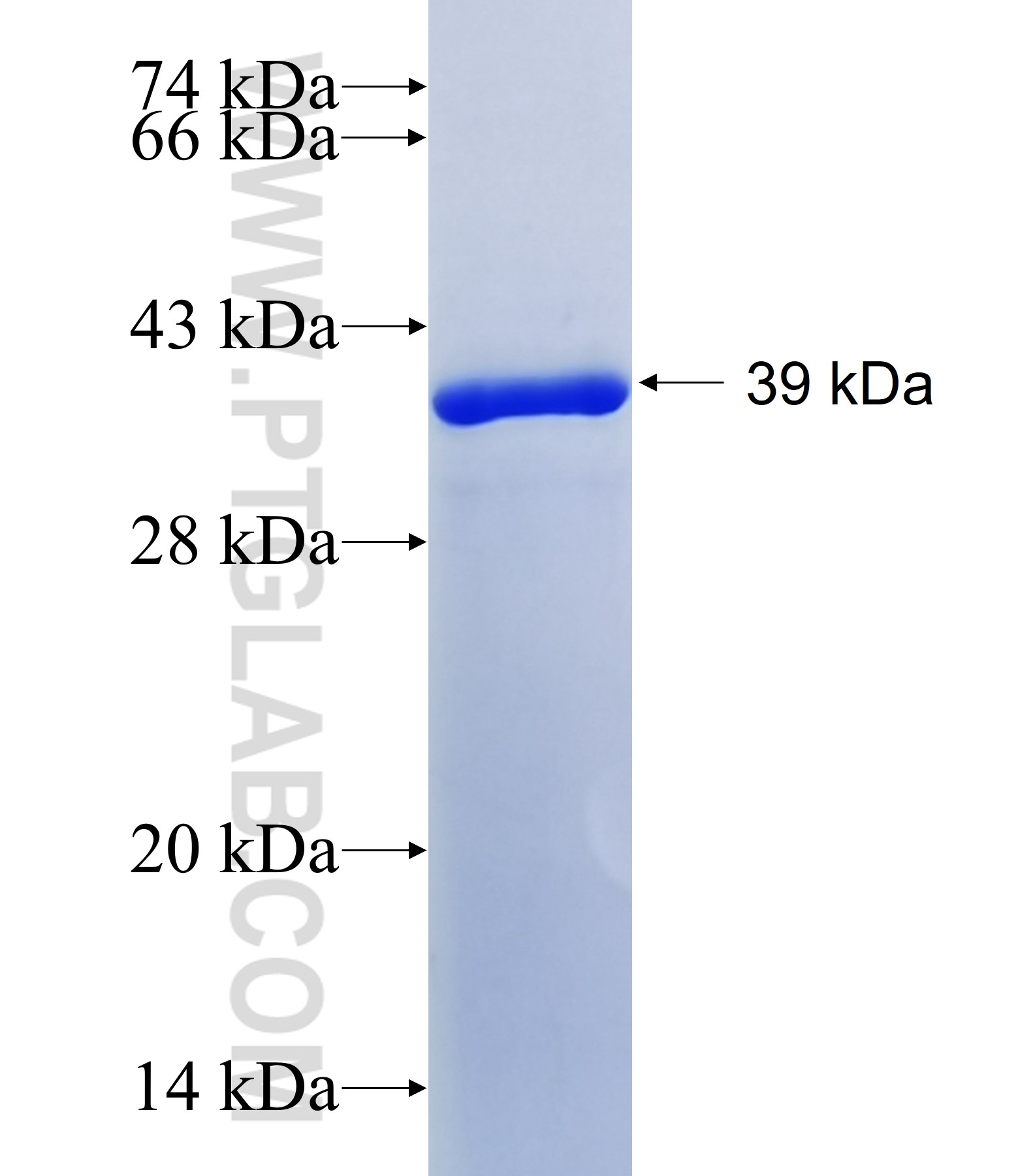 ZNF609 fusion protein Ag41374 SDS-PAGE