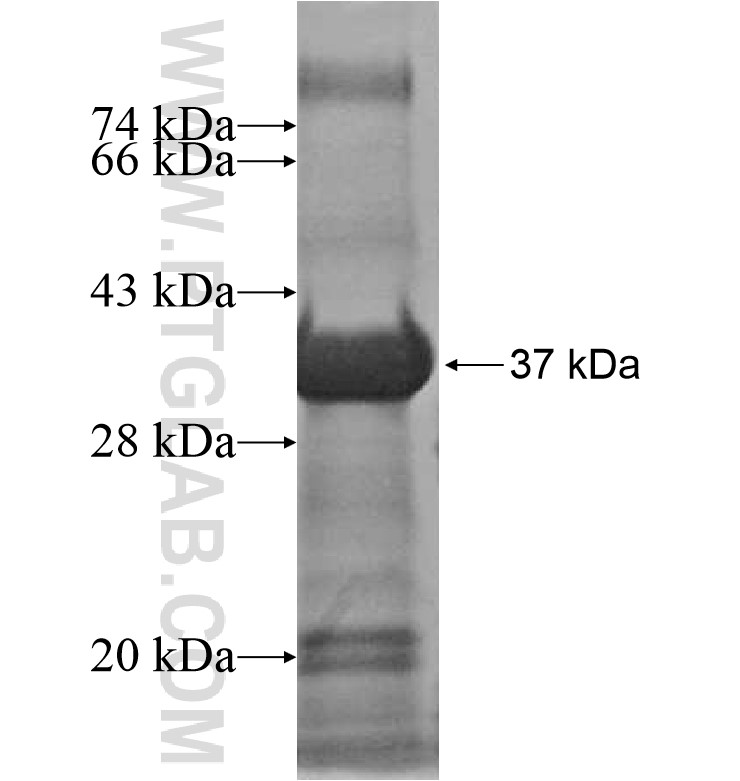 ZNF625 fusion protein Ag16825 SDS-PAGE