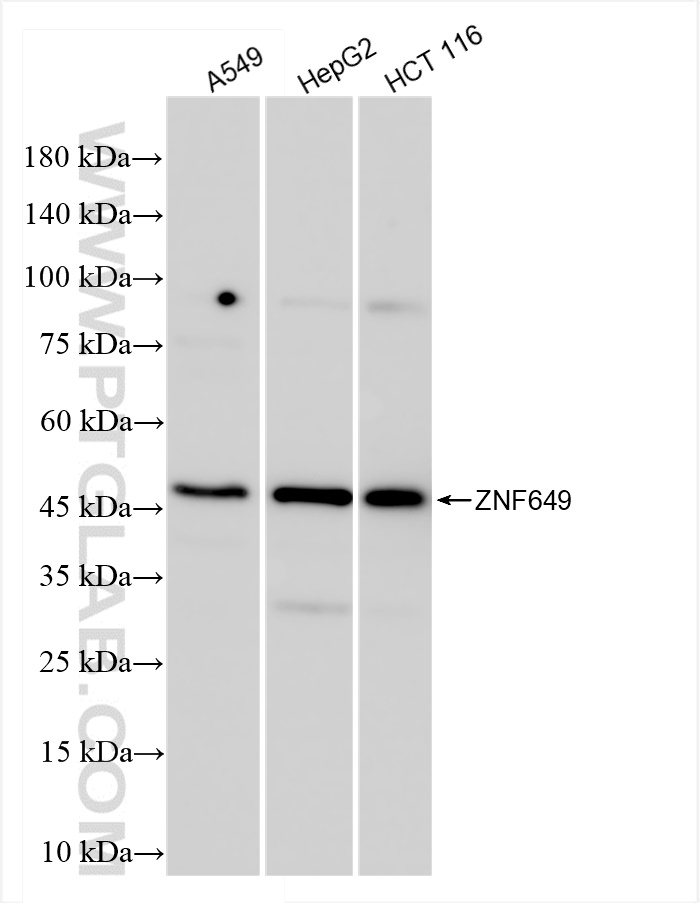 WB analysis using 84624-4-RR
