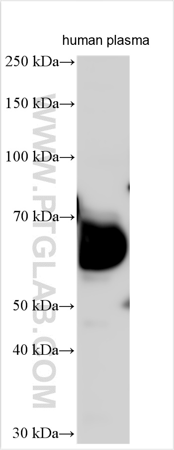 WB analysis using 27590-1-AP