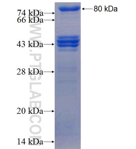 ZNF653 fusion protein Ag23904 SDS-PAGE