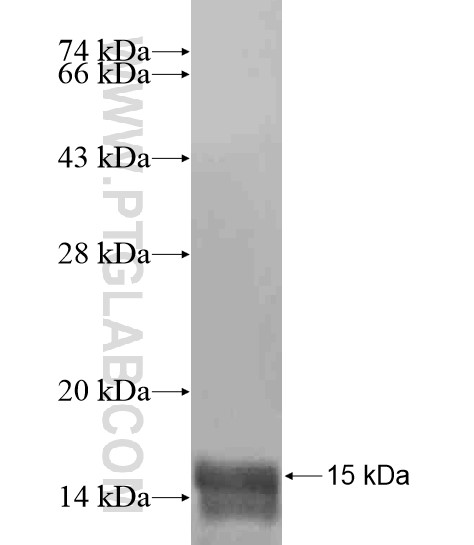ZNF664 fusion protein Ag20245 SDS-PAGE ZNF664 fusion protein Ag20245 SDS-PAGE