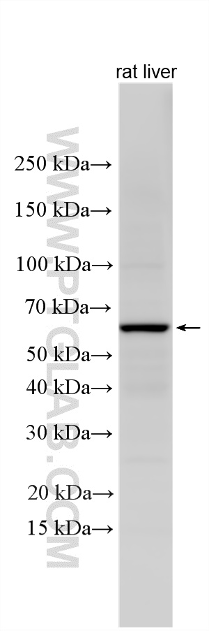 WB analysis using 25794-1-AP