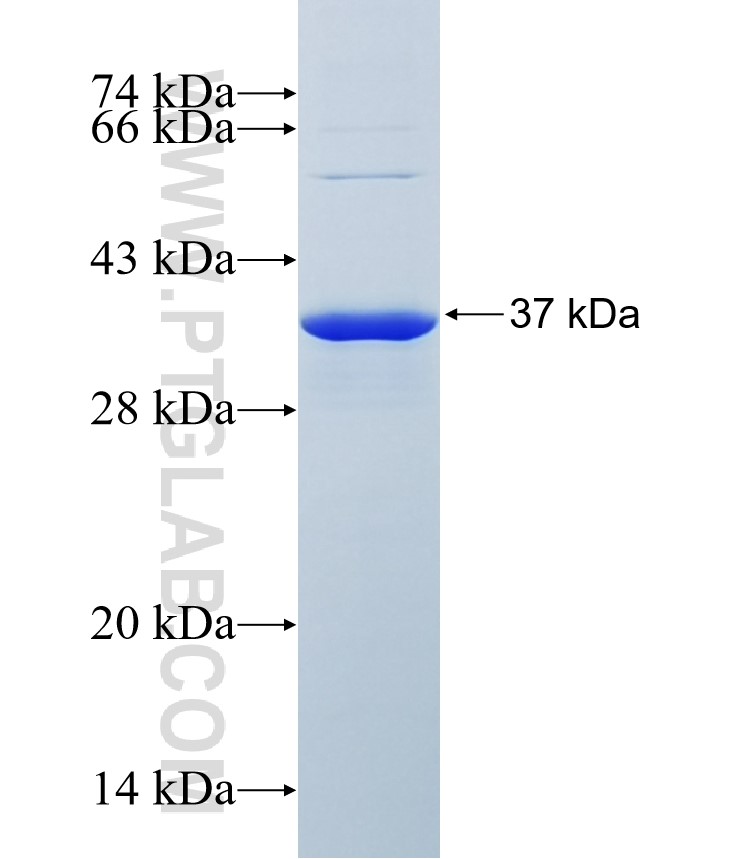 ZNF683 fusion protein Ag37042 SDS-PAGE