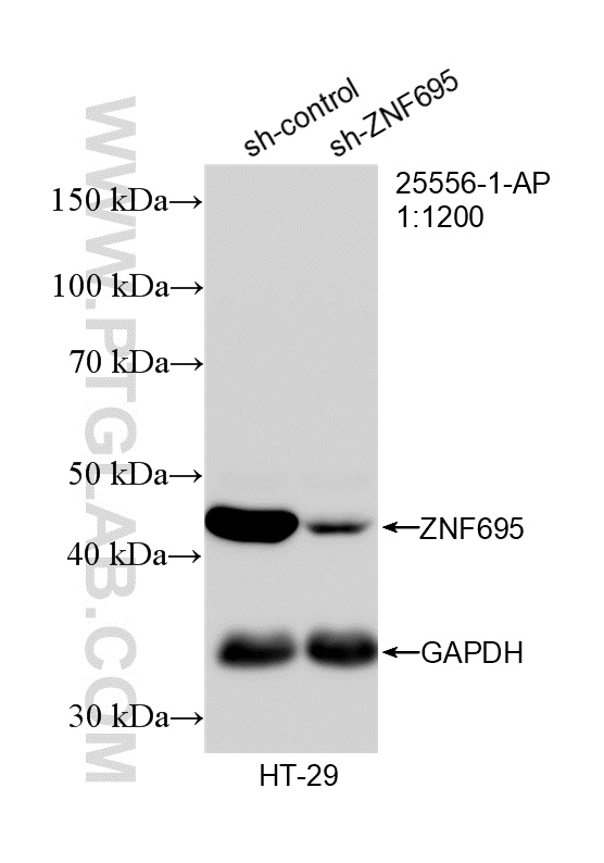WB analysis of HT-29 using 25556-1-AP (same clone as 25556-1-PBS)