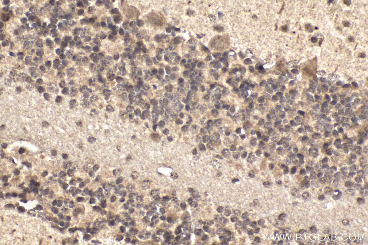 IHC staining of mouse cerebellum using 21075-1-AP