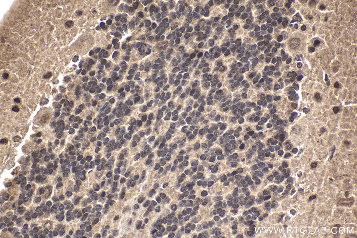 IHC staining of rat cerebellum using 21075-1-AP