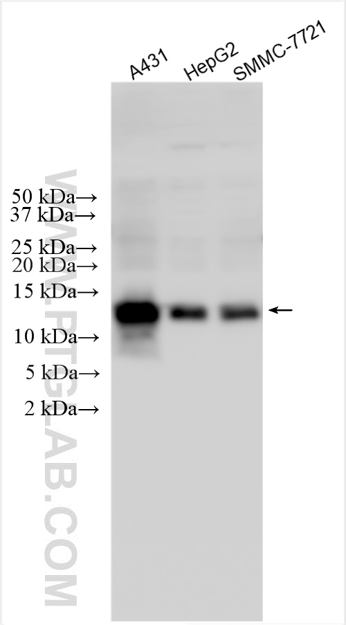WB analysis of A431 using 32274-1-AP (same clone as 32274-1-PBS)