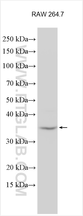 WB analysis using 21583-1-AP